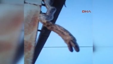 Yılan 12 köyü karanlıkta bıraktı