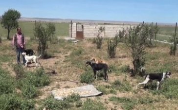 Rojava’da yeni sektör: Tazı ticareti