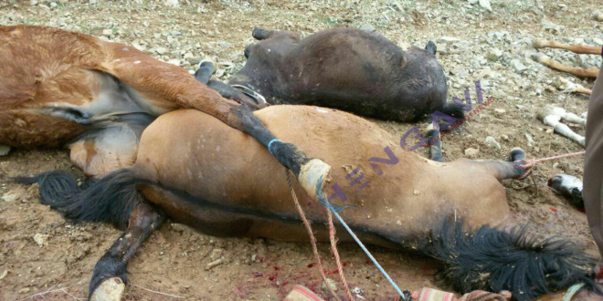 İran sınır güçleri 50'den fazla atı öldürdü