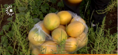 Halepçeli çiftçiden yeni kavun yetiştirme yöntemi