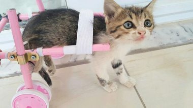 Derik'te hayvanlara protez ayak yapılır!