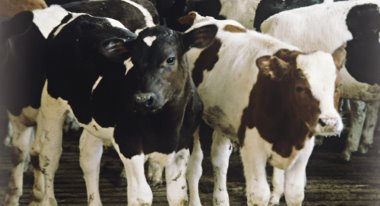 Türkiye Rusya'dan süt, deniz ürünleri ve kırmızı et ithal edecek