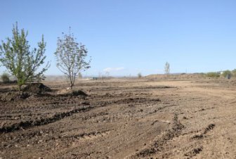 UNESCO’nun uyarılarına rağmen Dicle Vadisi’nde ağaç kıyımı sürüyor