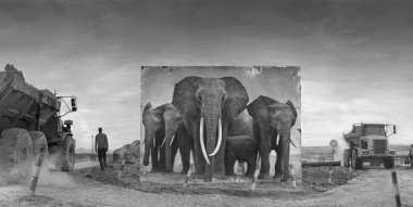 WWF: Son yarım asırda doğal yaşamın 'yüzde 60'ı yok oldu'