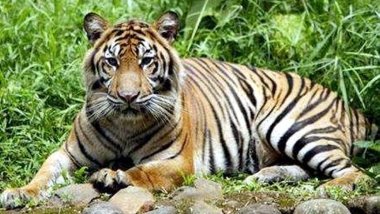 Hindistan'da 13 kişiyi yediği iddia edilen dişi kaplan öldürüldü