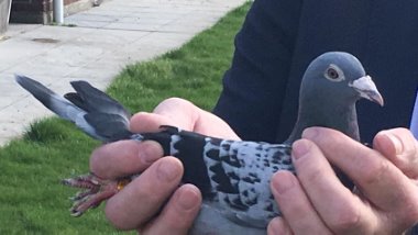 Dünyanın çeyreği açlıkla boğuşurken, bir güvercine 1 milyon 250 bin euro verildi