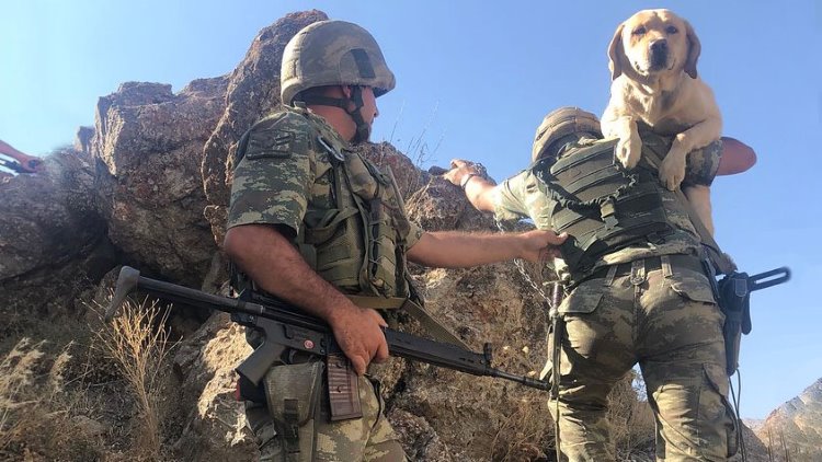 Kürtleri ezenlerin beraat edildiği TSK'de, köpeği ezen askere mahkumiyet