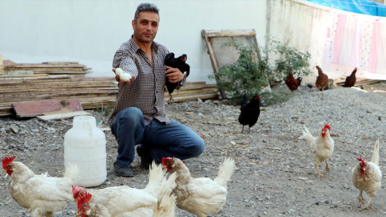 Yeşil Yumurtlayan Tavuklar