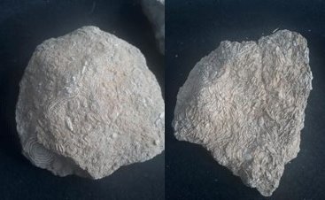 Gabar Dağı'nda bulunan fosiller şaşkınlık yarattı...Tam 45 milyon yıllık!