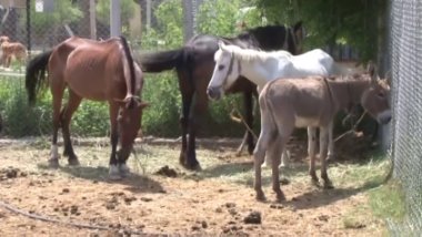 Türkiye Sudan'dan 500 ton "At, Eşek ve Katır eti" ithal edecek!