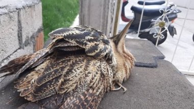 Kürt ilinde nesli tükenmek üzere olan balıkçıl kuşu görüldü