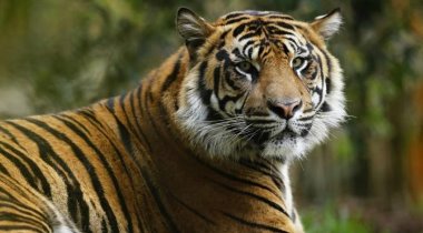 New York'ta bir kaplan, bakıcısından Covid-19 kaptı