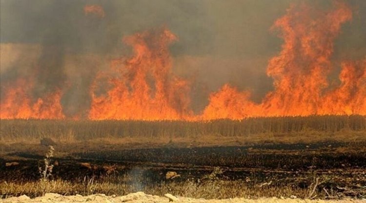 DAİŞ’in yeni hedefi tarım arazileri