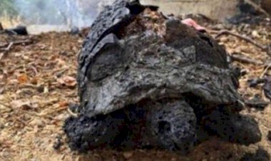 PKK’den Hatay’daki orman yangınına ilişkin açıklama