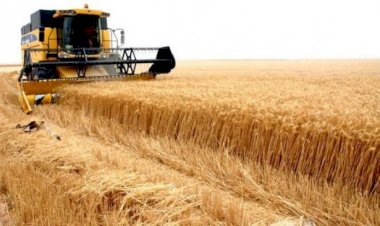 Kürdistan buğdayına birincilik ödülü