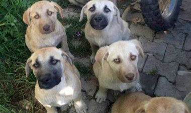 Şengal’de yüzlerce köpek zehir verilip öldürüldü
