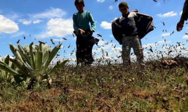 Bitlis’te kuraklıkla birlikte çekirge istilası tehlikesi
