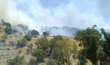 ‘Kürdistan Bölgesi’nde kesilen ağaçlar Türkiye’ye götürülüyor’