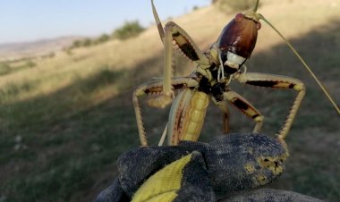 Batman’da etçil çekirge görüldü