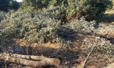 'TSK, Kürdistan Bölgesi’ndeki ağaçları yol yapım bedeli karşılığında şirketlere veriyor'