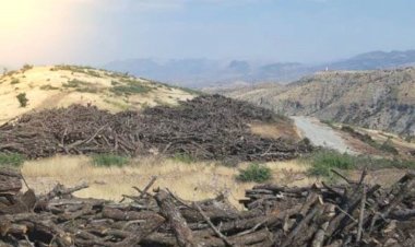 HDP’li Kaçmaz: Cudi dağında her gün 400 ton ağaç kesiliyor