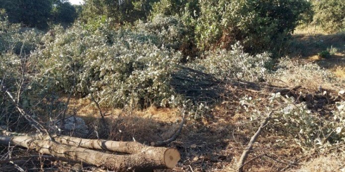 'TSK, Kürdistan Bölgesi’ndeki ağaçları yol yapım bedeli karşılığında şirketlere veriyor'