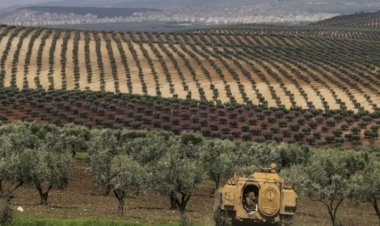 SMO, Efrin’de 1500 zeytin ağacını kesti