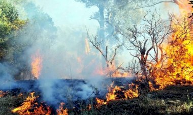 'Türk Devleti Dersim ve Şırnak’ta yanan ormanlara kimsenin müdahale etmesine izin vermiyor'
