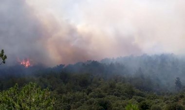 Bingöl ve Bitlis'te orman yangını