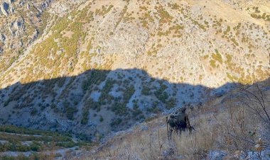 Bitlis'te çatışma: 4 PKK’li hayatını kaybetti