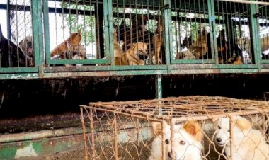 Güney Kore köpek eti yemeyi yasaklıyor