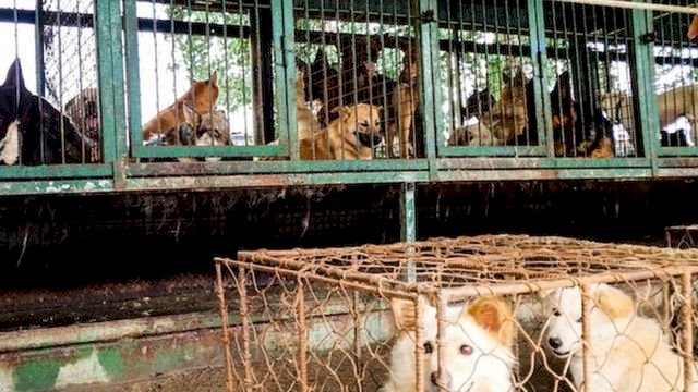 Güney Kore köpek eti yemeyi yasaklıyor