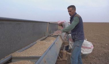 ABD’nin Rojava’ya hibe ettiği tohumda hastalık çıktı