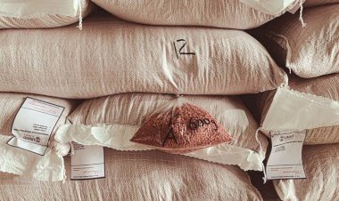 ABD: Rojava’ya gönderdiğimiz buğdayda hastalık yok