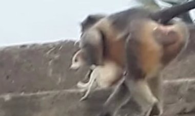 Maymunlar intikam için yüzlerce köpek öldürdü! Her şey yavru bir maymunla başladı...