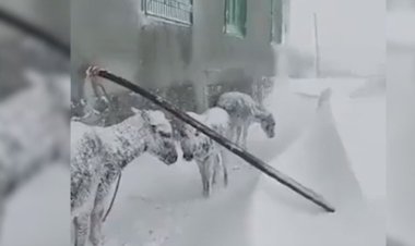 Eksi 30 derecede donmak üzere olan eşekler kurtarıldı