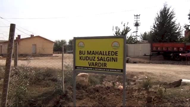 Mardin’de kuduz karantinası: Köpek 7 kişiyi ısırdı