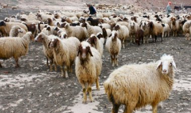 Iğdır’da hayvanlarda ‘mavi dil' hastalığı görüldü