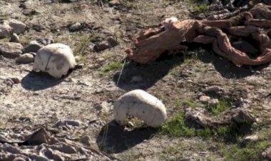 Şengal'de yeni toplu mezar bulundu