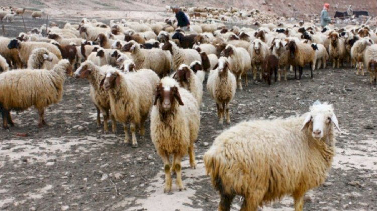 Iğdır’da hayvanlarda ‘mavi dil' hastalığı görüldü