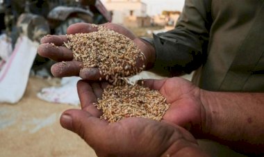 Rojava: Özerk Yönetim buğday ve arpa alım fiyatlarını belirledi