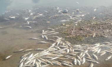 DSİ Van’da suyu kesti, binlerce inci kefali öldü