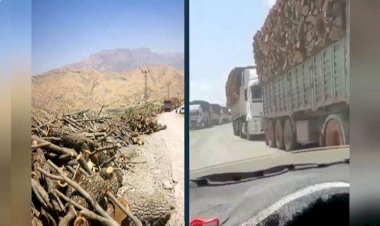 Şırnak’tan Her gün yüzlerce ağaç kesilip tırlara yükleniyor!