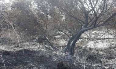 Süleymaniye'de çıkan yangında 500 ağaç kül oldu