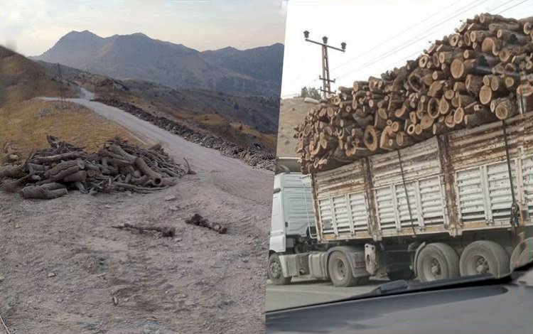 Şırnak'taki ağaç kesimine tepki: Kürdün ağacı ağaç değil mi?