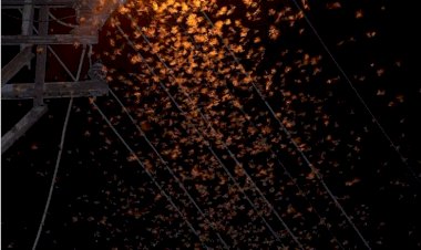 Şırnak’ta çekirge istilası