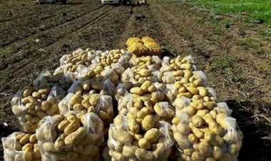 Kürdistan Bölgesi'nde patates üretimi 500 bin tona ulaştı