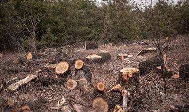 ENKS’den: Efrin’deki ağaçları silahlı gruplardan koruyun çağrısı