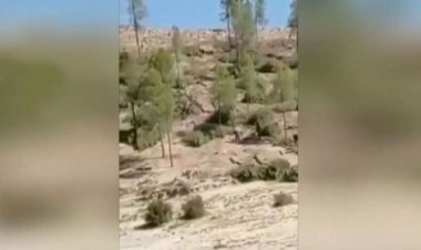 Afrin’de ağaç kesimi devam ediyor