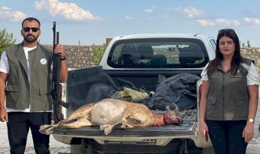 Dersim’de koruma altındaki yaban keçisini vuran kişiye 254 bin ceza kesildi